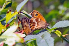 Gatekeeper [Pyronia tithonus]
