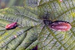 Meadow Froghopper [Philaenus spumarius]
