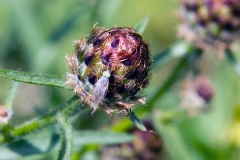 Knapweed Ghost [Acanthiophilus helianthi]
