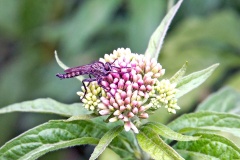 Kite-tailed Robberfly [Machimus atricapillus]