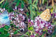 Chalk Hill Blue [Lysandra coridon]