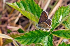 Brown Argus [Aricia agestis]