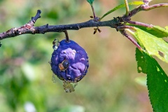 Common Plum [Prunus domestica]