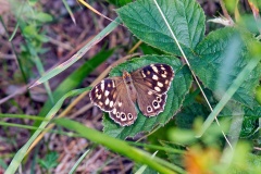 Speckled Wood [Pararge aegeria]