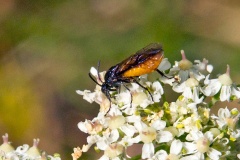 Large Rose Sawfly [Arge pagana]