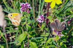 2 butterflies