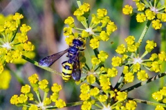 Ornate-tailed Digger Wasp [Cerceris rybyensis?]