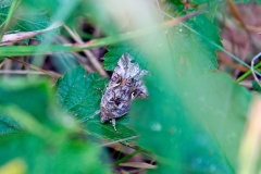 Silver Y [Autographa gamma]