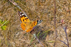 Painted Lady [Vanessa cardui]