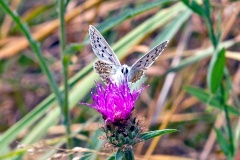Chalk Hill Blue [Lysandra coridon]