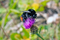 Red-tailed Bumblebee [Bombus lapidarius]