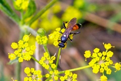 ichneumon wasp [Ichneumon suspiciosus]