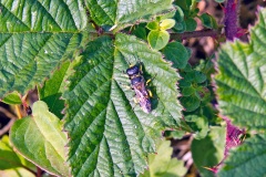Common Ectemnius [Ectemnius continuus]