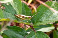 Meadow Grasshopper [Pseudochorthippus parallelus]