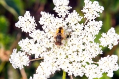 Plain-faced Drone Fly [Eristalis arbustorum]