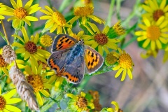 Small Copper [Lycaena phlaeas]