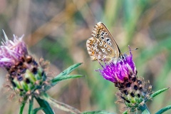Chalk Hill Blue [Lysandra coridon]