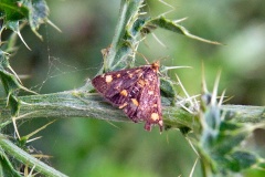 Common Purple-and-Gold [Pyrausta purpuralis]