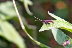 ichneumon wasp [unidentified]