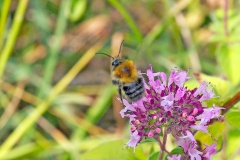 Common Carder Bee [Bombus pascuorum]