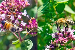 Western Honey Bee [Apis mellifera]