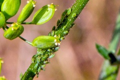 Willow-umbellifer Aphid [Cavariella pastinacae]