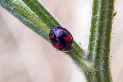 Harlequin Ladybird [Harmonia axyridis f. spectabilis]