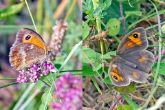 2 butterflies
