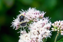 Buff-tailed Bumblebee [Bombus terrestris]