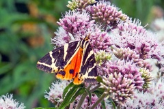 Jersey Tiger [Euplagia quadripunctaria]