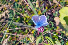 Common Blue [Polyommatus icarus]
