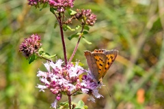 Small Copper [Lycaena phlaeas]