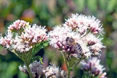 Western Honey Bee [Apis mellifera]