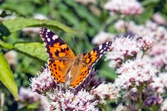 Painted Lady [Vanessa cardui]