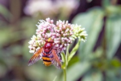 Hornet Hoverfly [Volucella zonaria]