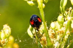 Harlequin Ladybird [Harmonia axyridis f. conspicua]