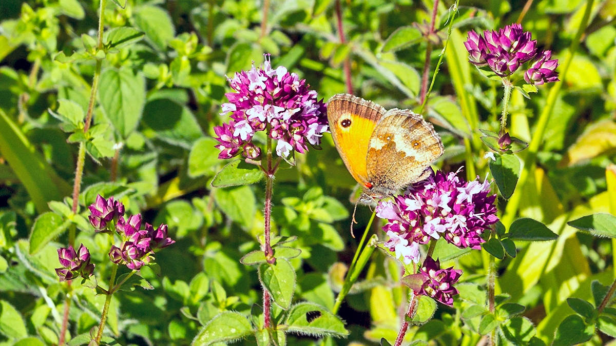 Gatekeeper [Pyronia tithonus britanniae]