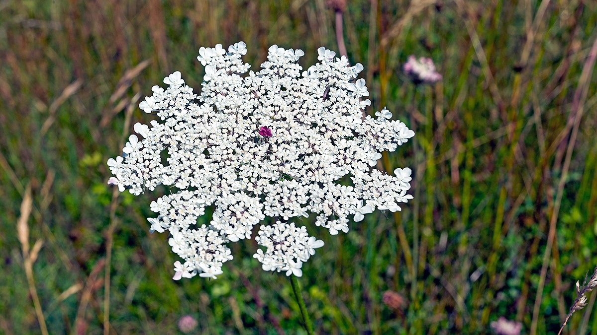 Wild Carrot [Daucus carota]