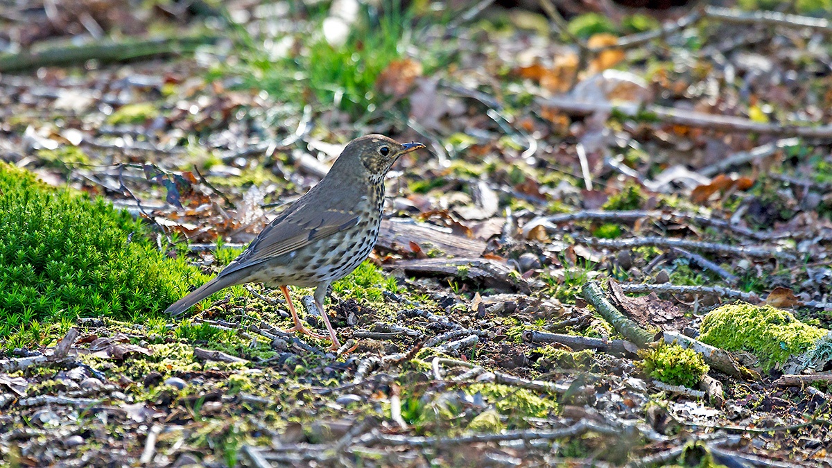 Song Thrush [Turdus philomelos clarkei]