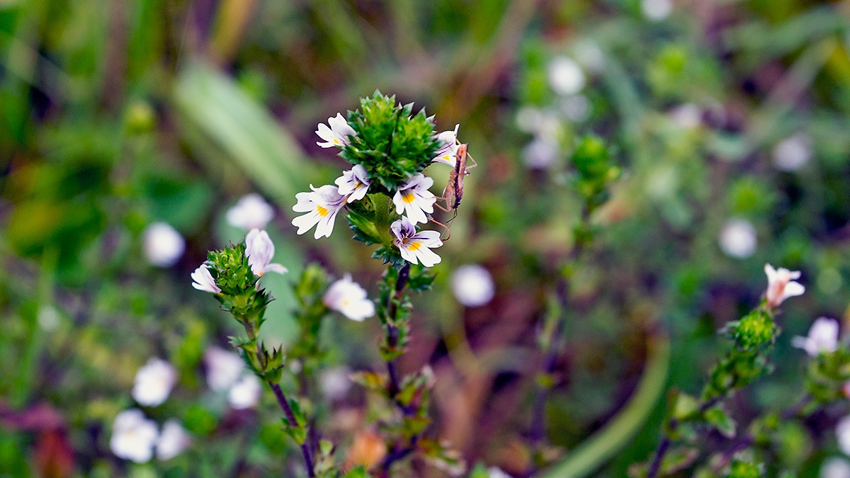 Common Eyebright [Euphrasia nemorosa]