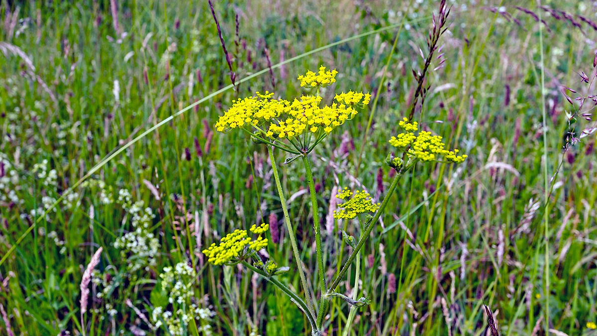 Wild Parsnip [Pastinaca sativa]