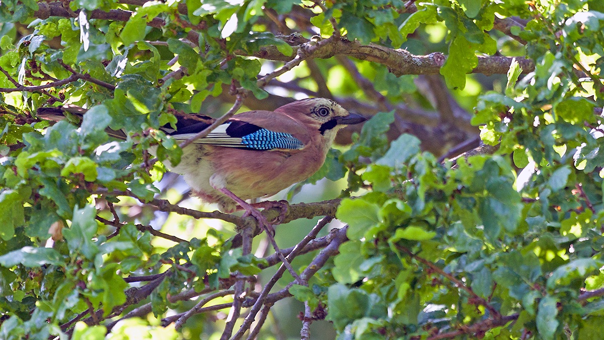 Eurasian Jay [Garrulus glandarius rufitergum]