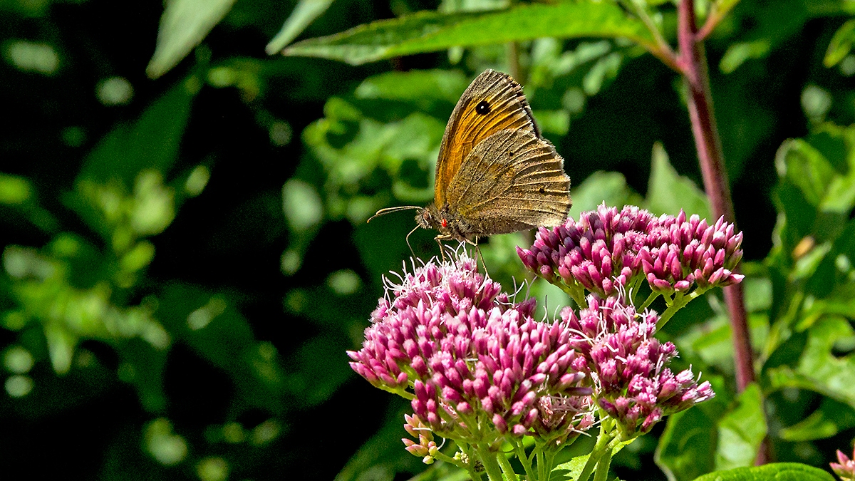 Meadow Brown [Maniola jurtina insularis]