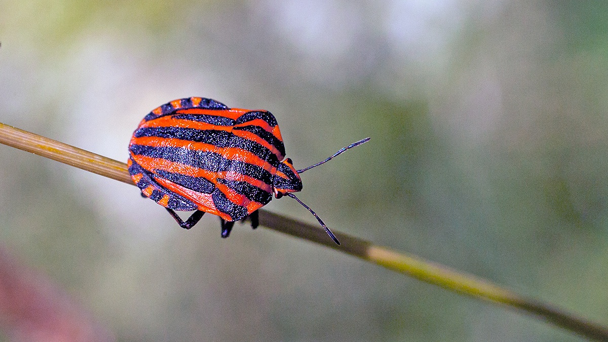 Striped Shieldbug [Graphosoma italicum]