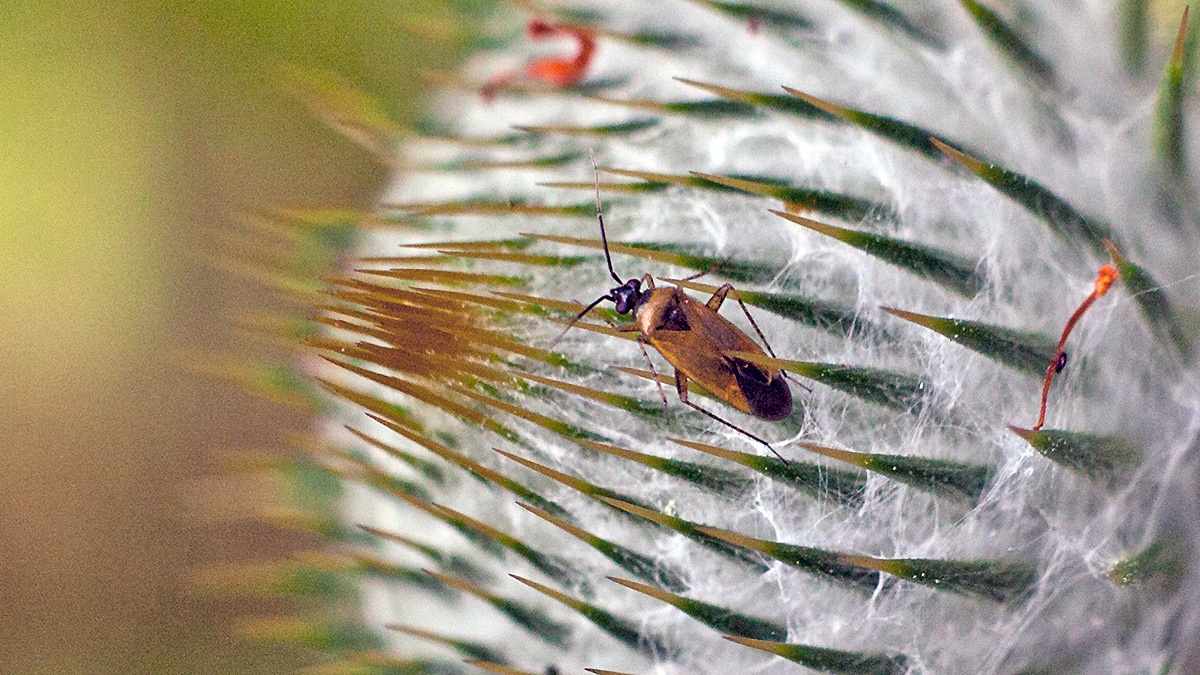 Common Nettle Flower Bug [Plagiognathus arbustorum]