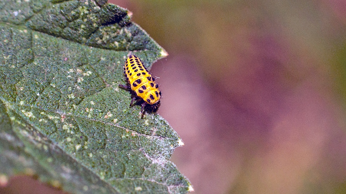 22-spot Ladybird [Psyllobora vigintiduopunctata]