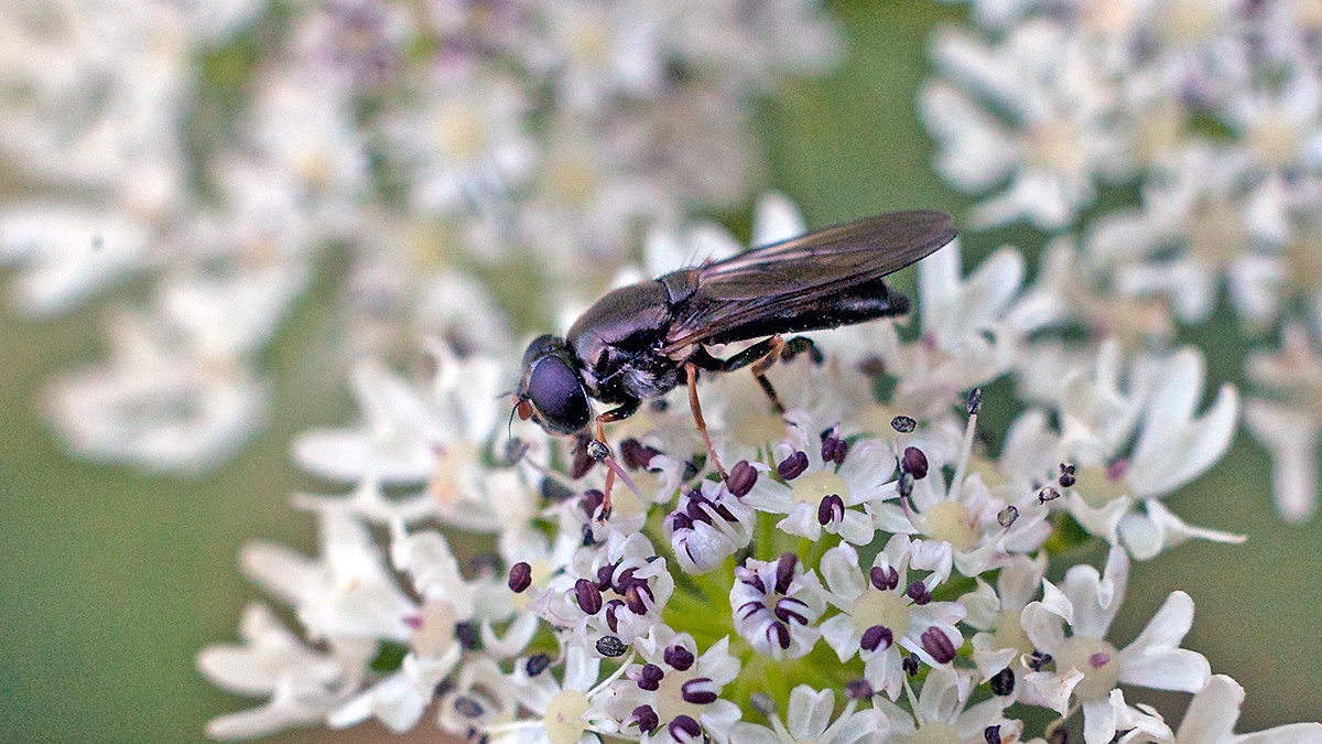 Truffle Blacklet [Cheilosia soror]