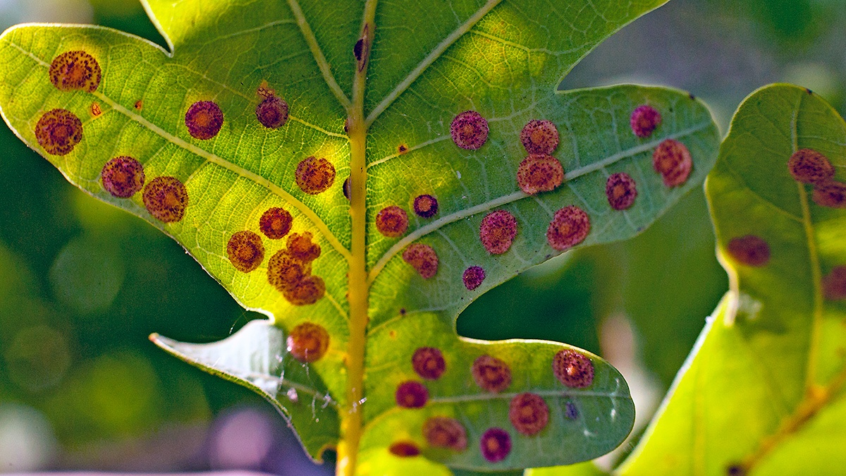 Common Spangle Gall Wasp [Neuroterus quercusbaccarum]