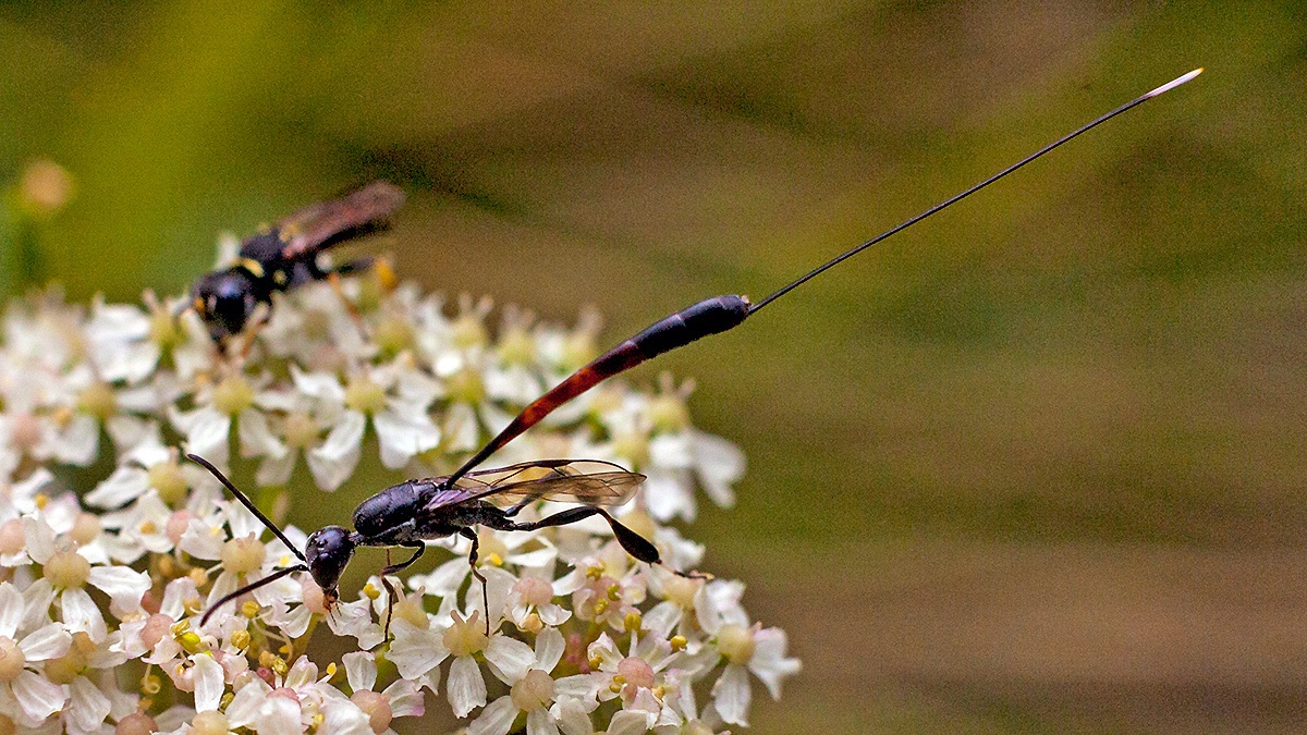 Greater Pennant Wasp [Gasteruption jaculator]