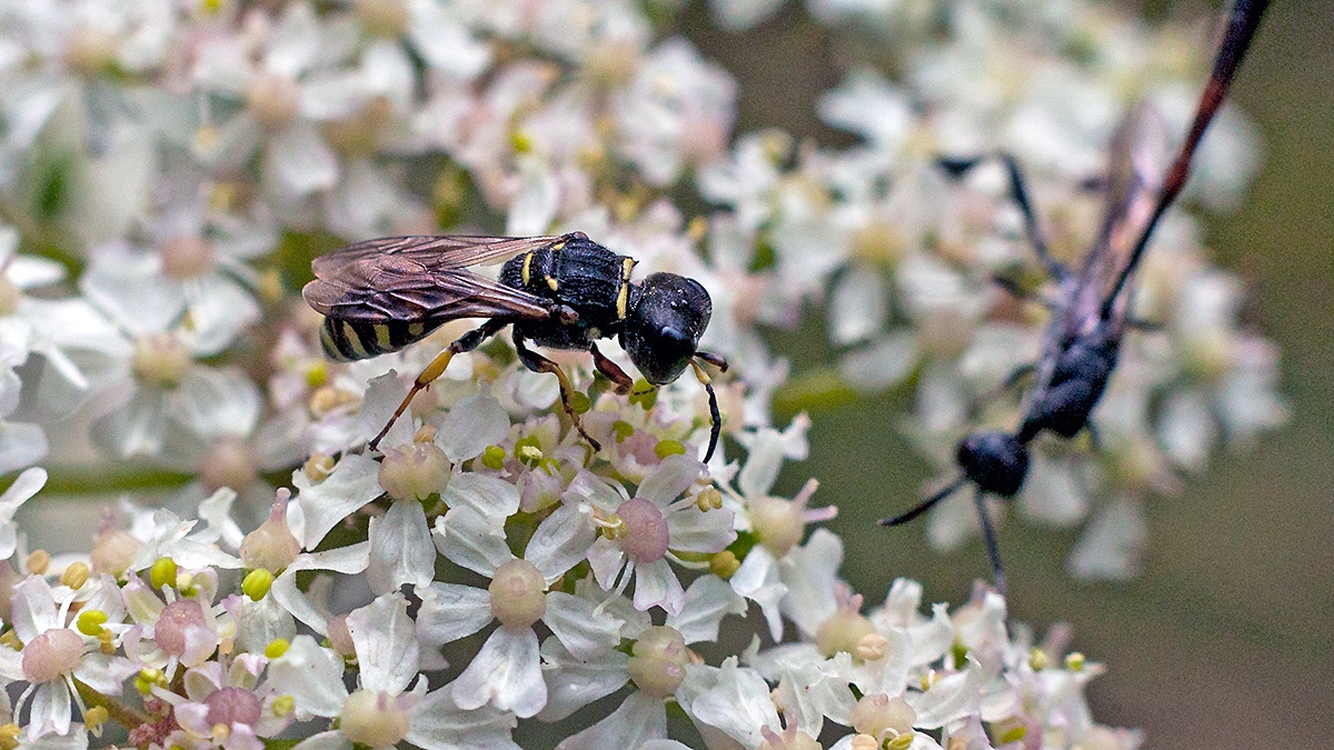 Sharp-shouldered Fly Fox [Ectemnius dives]